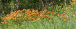 Butterfly milkweed